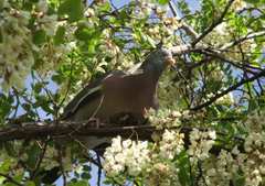 Columba palumbus