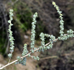 Atriplex glauca