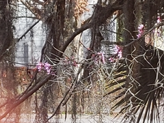 Cercis canadensis image