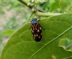 Isozulia christenseni
