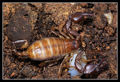 Euscorpius sicanus