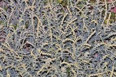 Atriplex glauca