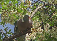 Columba palumbus