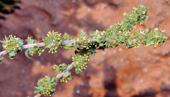 Atriplex glauca