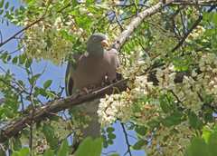 Columba palumbus