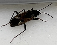 Rhyparochromus vulgaris