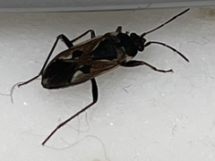 Rhyparochromus vulgaris