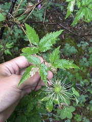 Pseudodineura clematidis