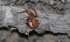 Ancylometes concolor