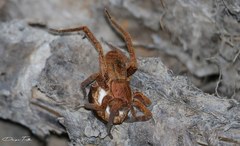 Ancylometes concolor