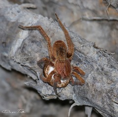 Ancylometes concolor