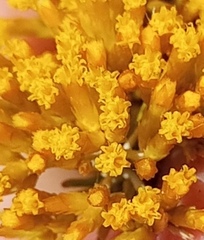 Helichrysum hamulosum