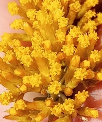 Helichrysum hamulosum