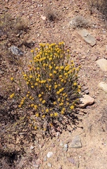 Helichrysum hamulosum
