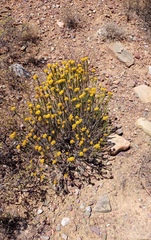 Helichrysum hamulosum