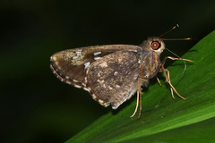Naevolus orius