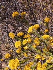 Helichrysum hamulosum