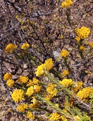 Helichrysum hamulosum