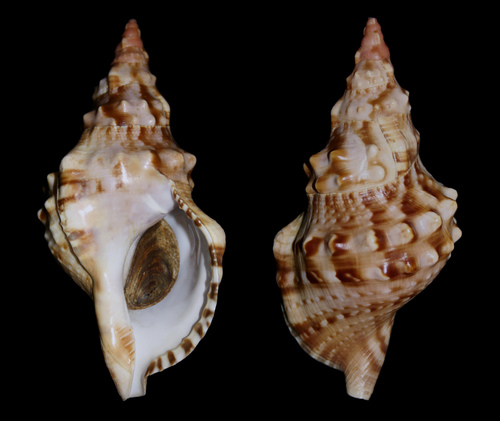 Knobbed Triton Snail