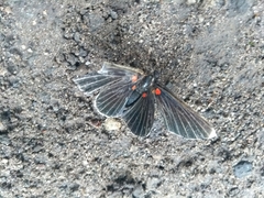 Melanis acroleuca acroleuca