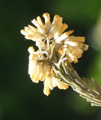Helichrysum hamulosum