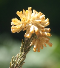 Helichrysum hamulosum