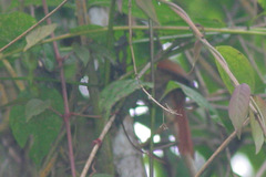 Synallaxis fuscorufa