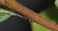 Salix bicolor