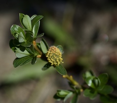 Salix bicolor