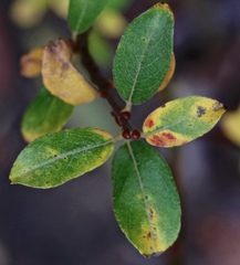 Salix bicolor