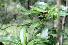 Amata trigonophora