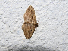 Costaconvexa polygrammata