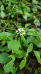 Spermacoce suaveolens