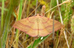Rhodostrophia calabra