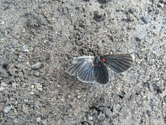 Melanis acroleuca acroleuca