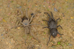 Paratropis tuxtlensis