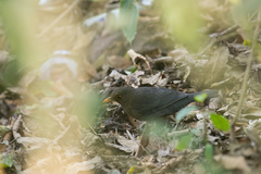 Turdus simillimus