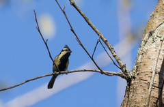 Machlolophus aplonotus