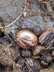 Caseyidae