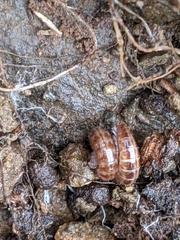 Caseyidae