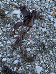 Laminaria hyperborea