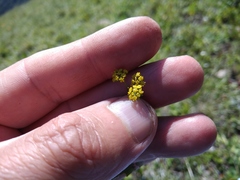 Bupleurum polyphyllum