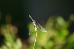 Micrathyria longifasciata