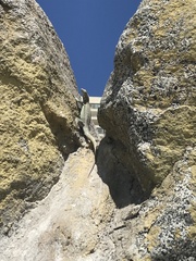 Microlophus quadrivittatus