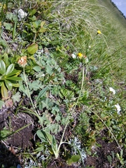 Anthyllis vulneraria boissieri
