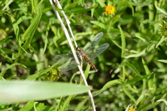 Erythrodiplax ochracea
