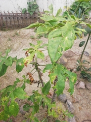 Vasconcellea × pentagona