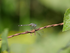 Micrathyria longifasciata