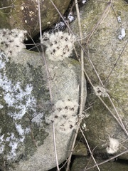 Clematis vitalba