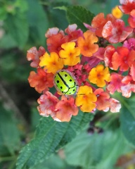 Coptocycla adamantina